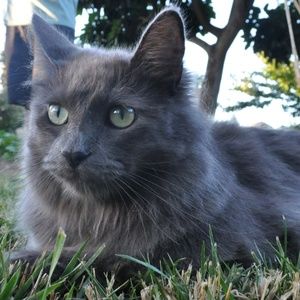 Meet your Posher, Charles